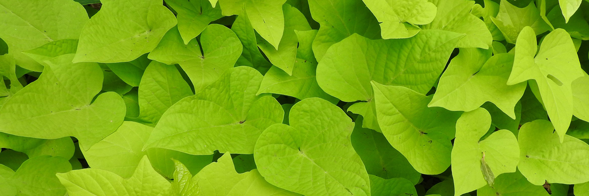 Sweet Potato Vine